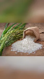 گنجینه خلاق نیکو